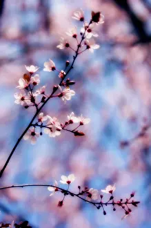 Cerasifera: Cherry plum