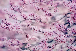 Blissful: Cherry plum
