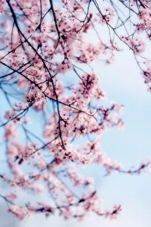 Blissful: Cherry plum