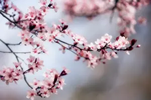 Cerasifera: Cherry plum