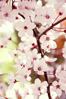 Cerasifera: Cherry Plum