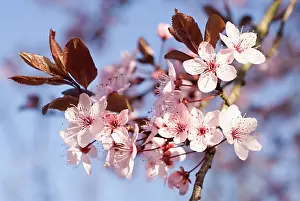 Cerasifera: Cherry plum