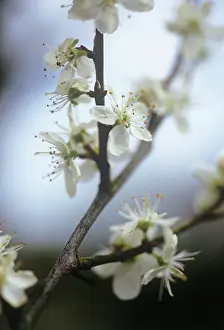 Pure: Cherry Plum