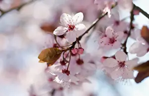 Cerasifera: Cherry plum