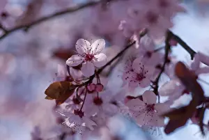 Cerasifera: Cherry plum