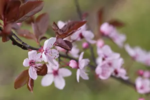 Nigra: Cherry plum, Prunus cerasifera Nigra, Pink subject