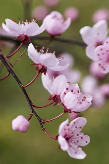 Nigra: Cherry plum, Prunus cerasifera Nigra, Pink subject