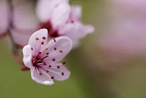 Nigra: Cherry plum, Prunus cerasifera Nigra, Pink subject