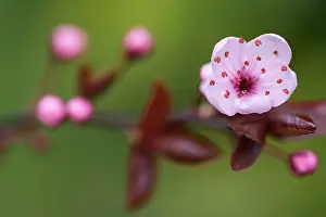 Prunus: Cherry plum, Prunus cerasifera Nigra, Pink subject