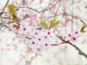 Prunus: Cherry plum, Prunus cerasifera Nigra, Front view