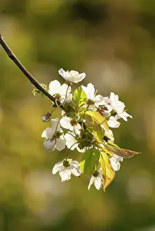 Sprig: Cherry, Prunus avium, flowering sprig of Wild Cherry