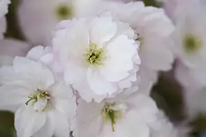 Feminine: Cherry, Prunus cultivar, Pink subject