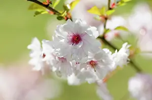 Blank: Cherry, Prunus Pink Ballerina, Close up of pink coloured b