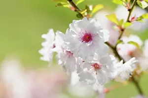 Blank: Cherry, Prunus Pink Ballerina, Close up of pink coloured b