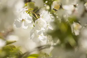Serrulata: Cherry, Prunus serrulata, White subject