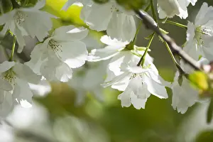 Cool: Cherry, Prunus serrulata, White subject