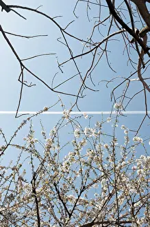 Quality: Cherry, Prunus, showing the difference between the defoliate