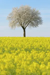 Prunus: Cherry (Prunus), solitary tree at flowering time