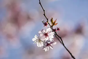 Subhirtella: Cherry, Rosebud cherry Autumnalis, Prunus x subhirtella