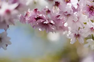 Subhirtella: Cherry, Rosebud cherry Autumnalis, Prunus x subhirtella