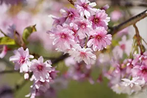 Prunus: Cherry, Rosebud cherry Autumnalis, Prunus x subhirtella