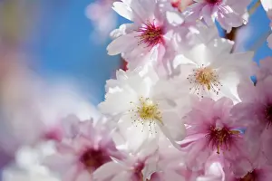 Prunus: Cherry, Rosebud cherry Autumnalis, Prunus x subhirtella