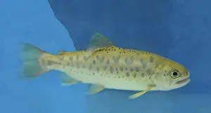 Parr: Cherry Salmon parr, Japan/ north Pacific