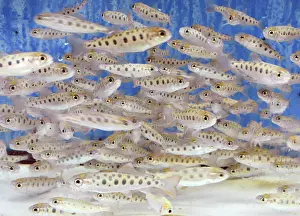 Parr: Cherry Salmon parr, Japan/ north Pacific