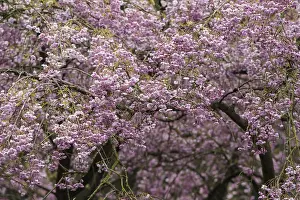 Prunus: Cherry, Single pink weeping cherry, Prunus subhirtella