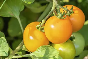 Vegetables: Cherry Tomato Figiel