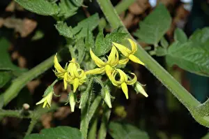 Lycopersicon: Cherry Tomato Flowers