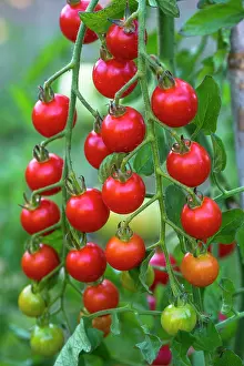 Cluster: Cherry tomato Supersweet 100, Provence, France