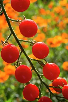 Cluster: Cherry tomato Supersweet 100, Provence, France