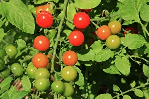 Ripening: Cherry Tomatoes