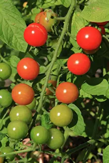 Ripening: Cherry Tomatoes