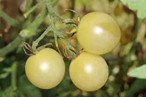 Lycopersicon: Cherry Tomatoes