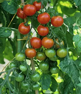 Ripening: Cherry Tomatoes