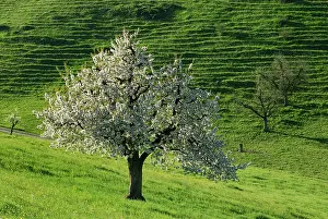 Avium: Cherry Tree