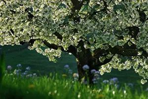 Avium: Cherry Tree