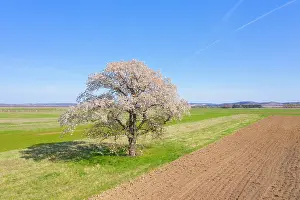 Cherry: Cherry Tree