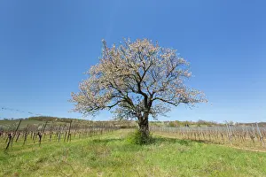 Cherry: Cherry Tree