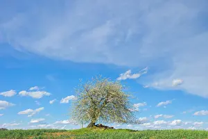Cherry: Cherry Tree