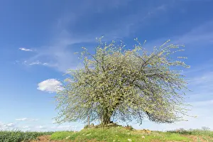 Cherry: Cherry Tree