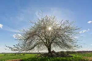 Cherry: Cherry Tree