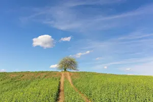 Cherry: Cherry Tree