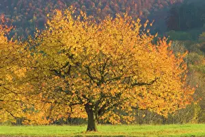 Cherries: cherry tree - beautiful cherry tree with brightly