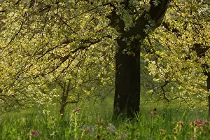 Avium: Cherry Tree - in full bloom on a meadow in early spring