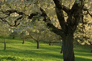 Avium: Cherry Tree - in full bloom on a meadow in early spring