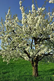 Avium: Cherry Tree blooming
