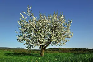 Avium: Cherry Tree blooming